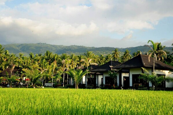 A rural setting with a row of traditional houses with dark roofs and white walls, surrounded by lush green fields and palm trees, with a mountainous backdrop. - Pandawa Village (Sukasada)