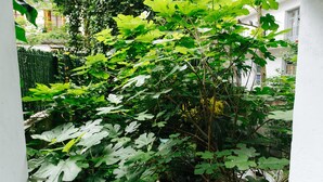 Un jardin luxuriant, avec de grands arbres à figues aux larges feuilles, un mur blanc et une haie verte.
