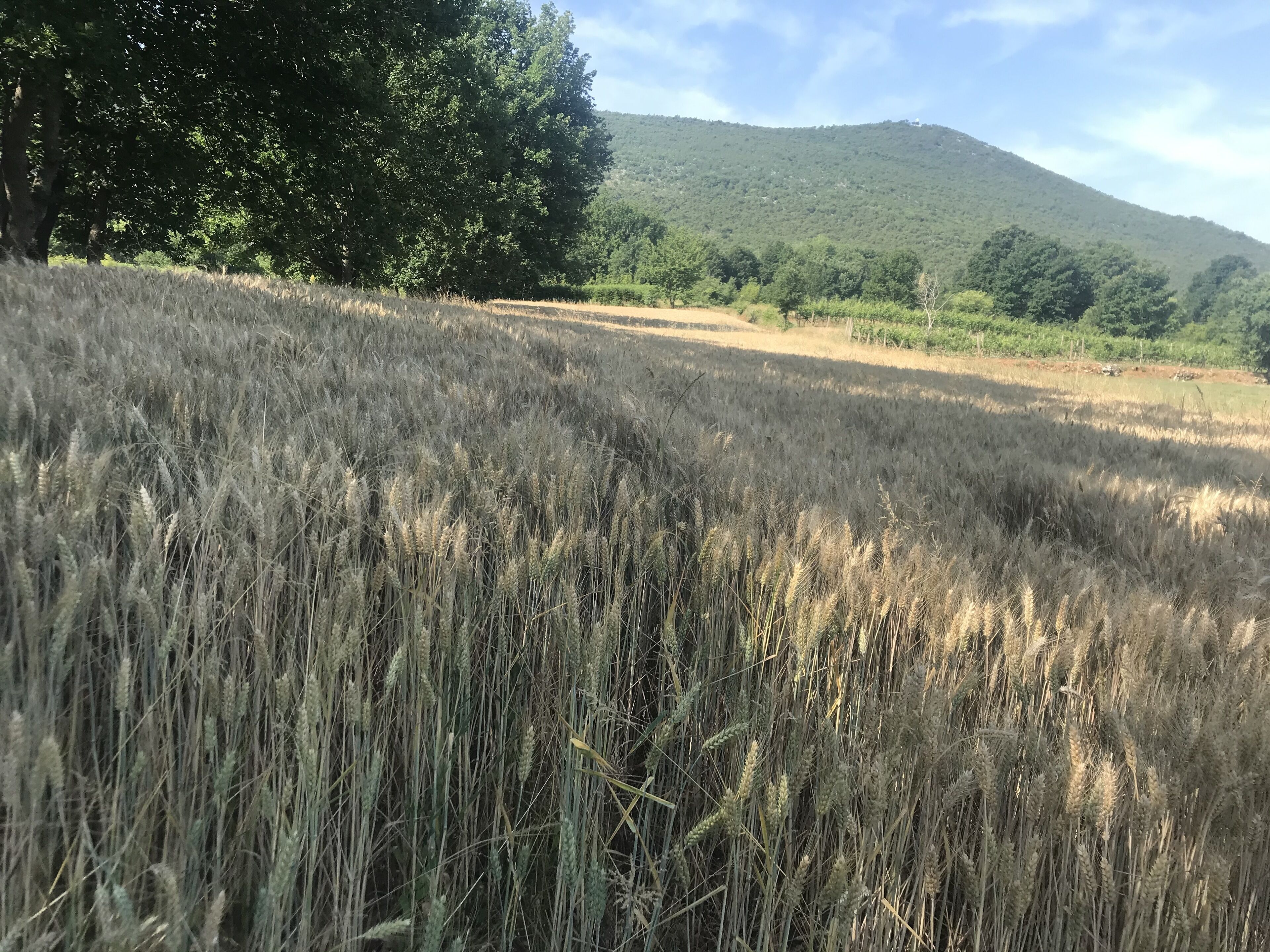 Foto - Villa Flowers