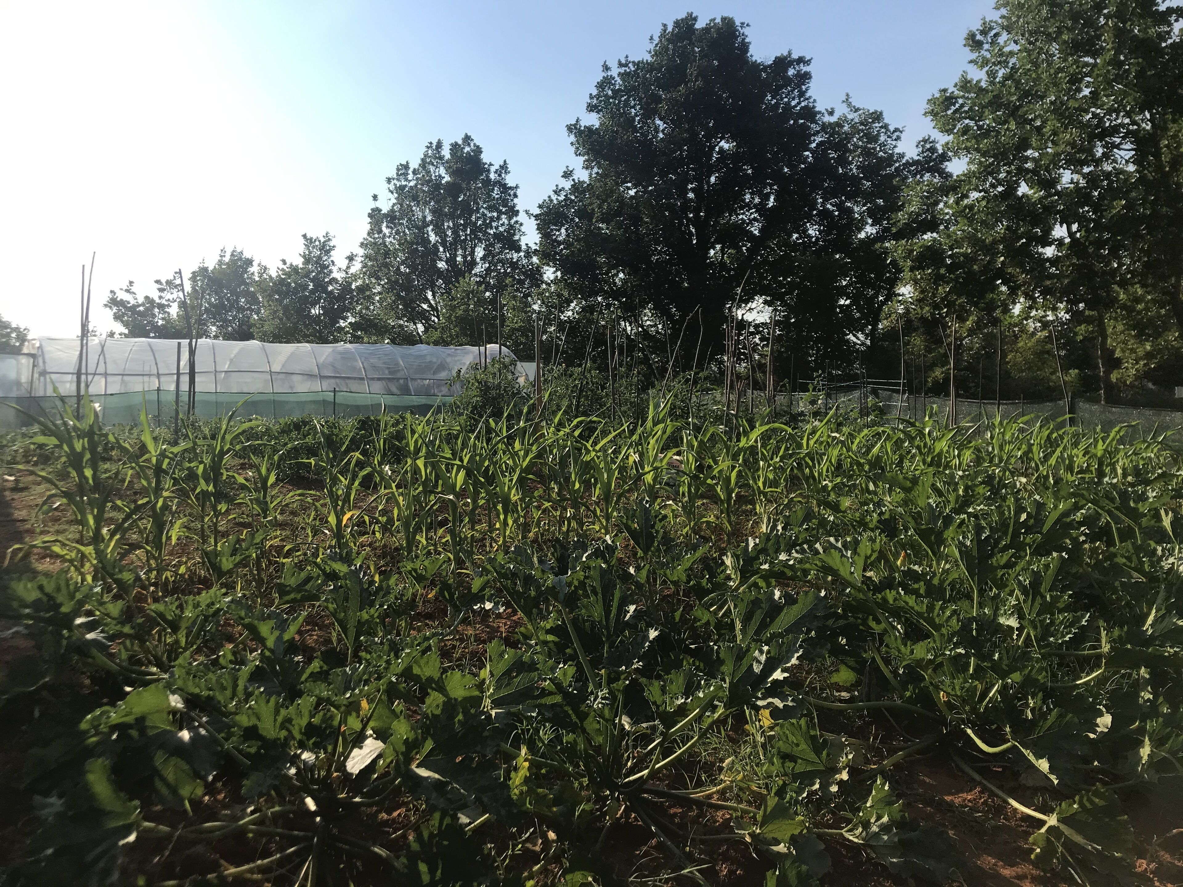 Photo - Villa Flowers