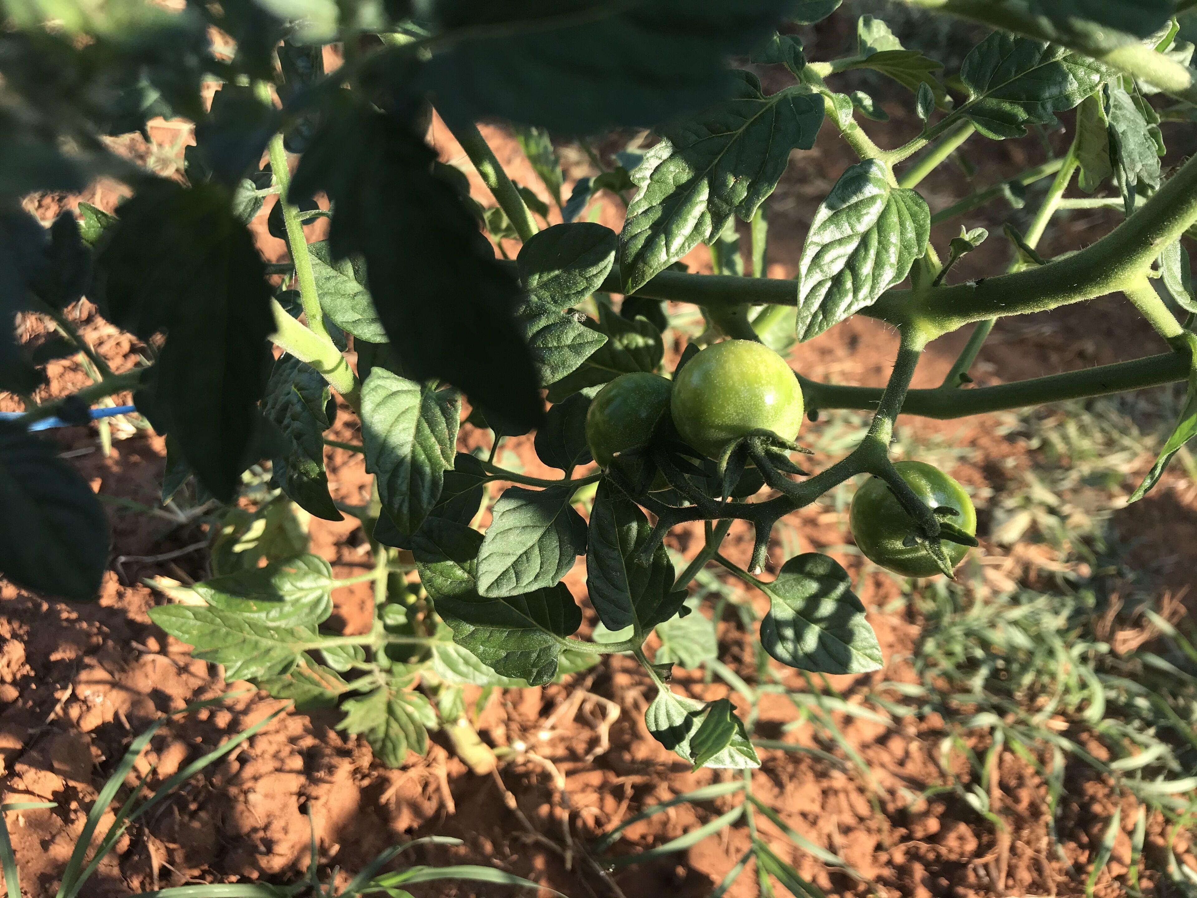 Photo - Villa Flowers