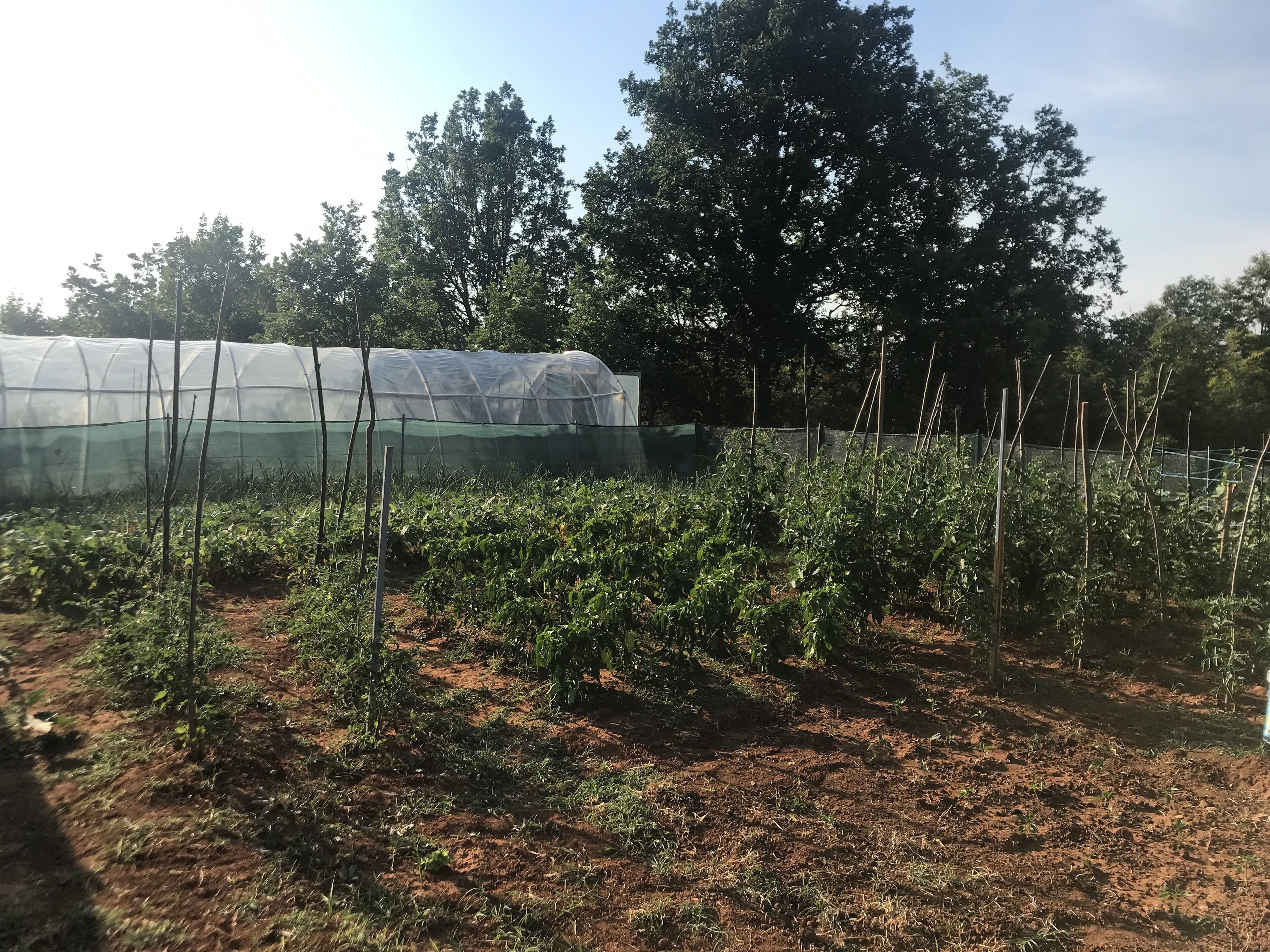 Photo - Villa Flowers