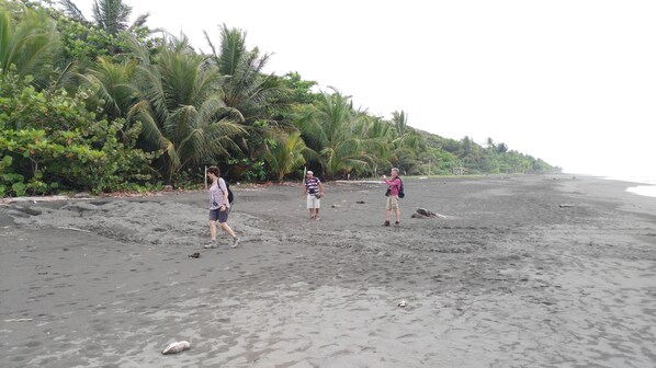 A beach with dark sand, palm trees, and a few people walking.