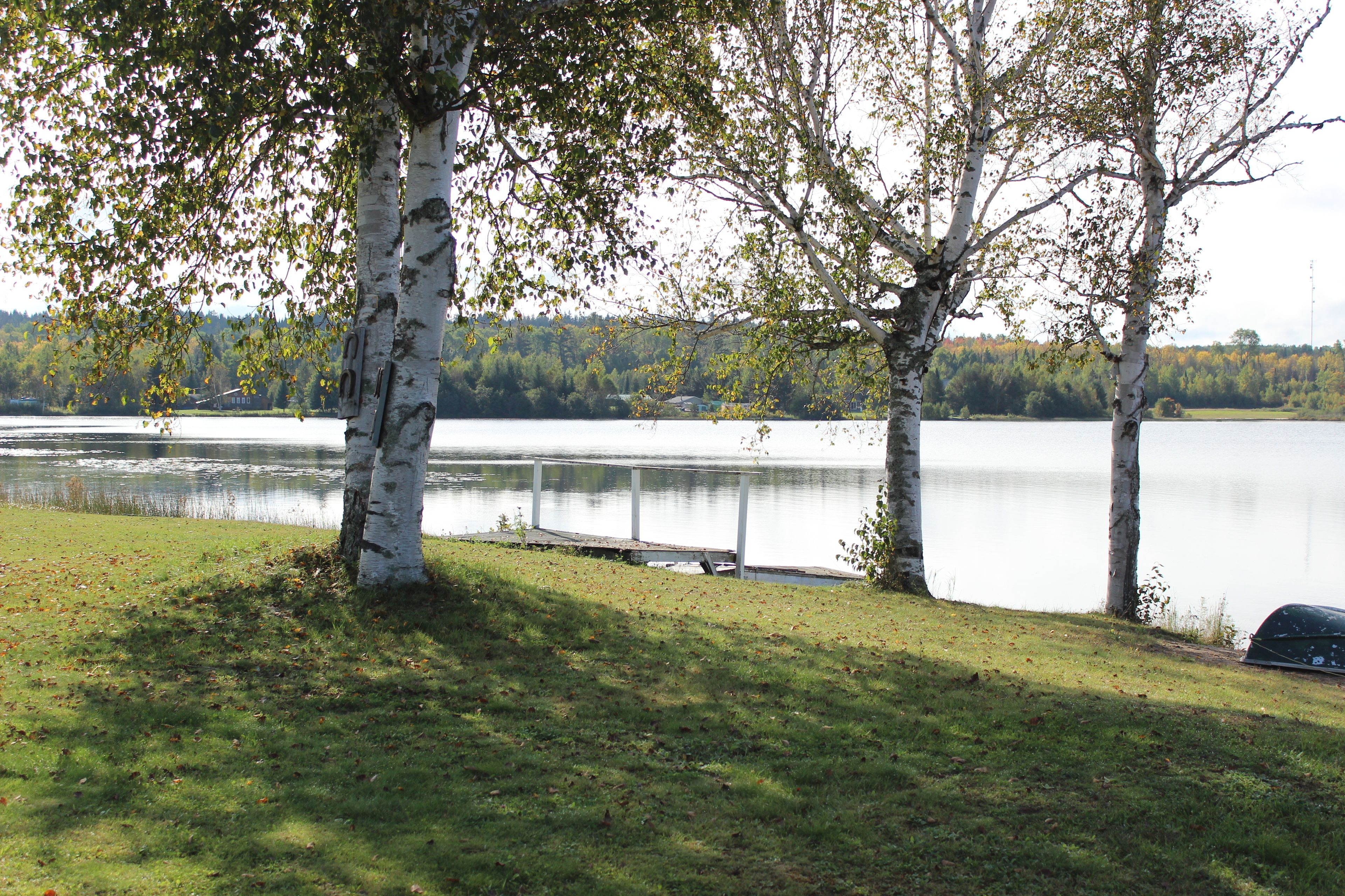 A lakeside view with birch trees and a dock extending into the water.