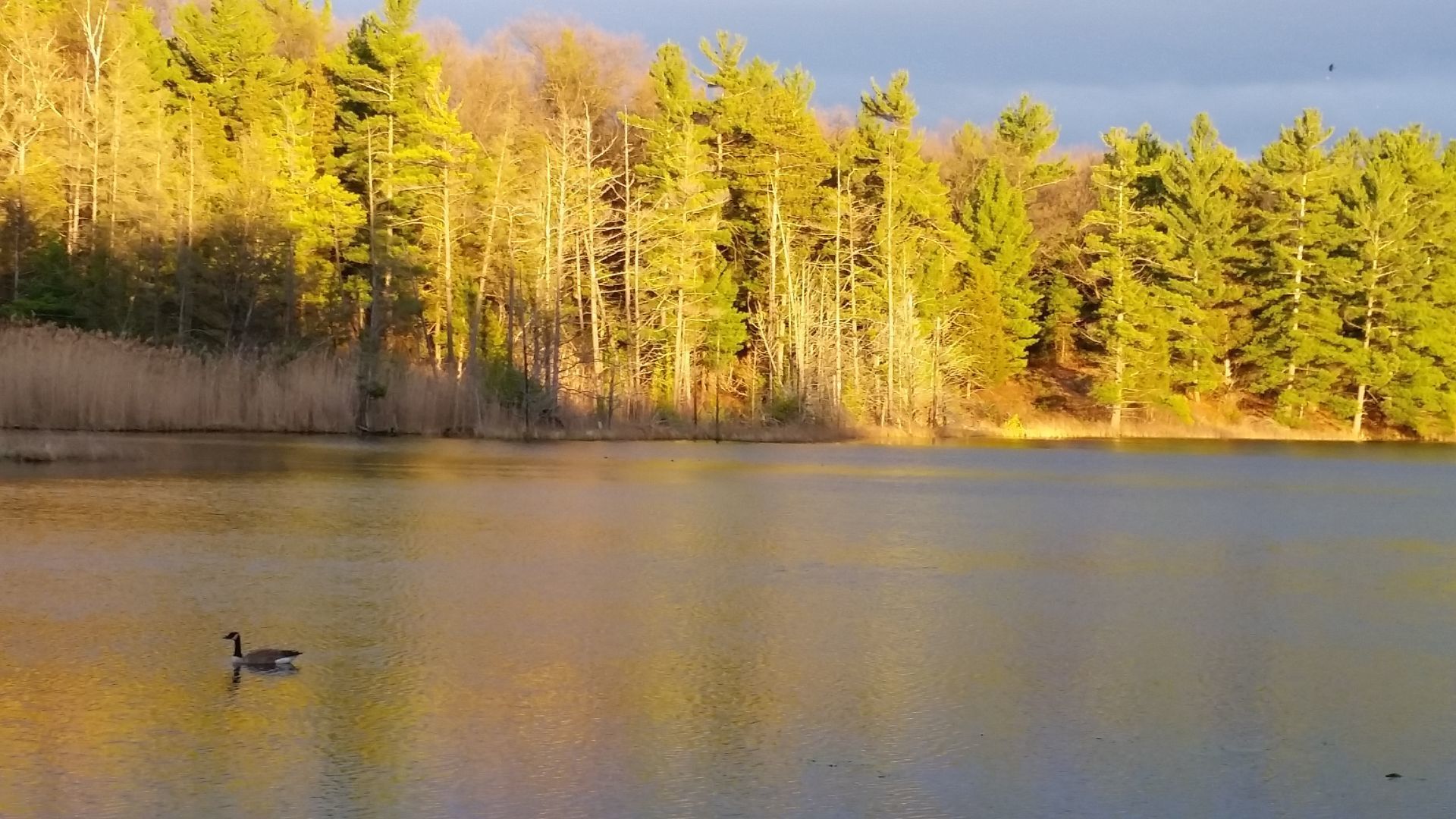 A calm lake with a duck swimming, surrounded by dense trees and a clear sky.