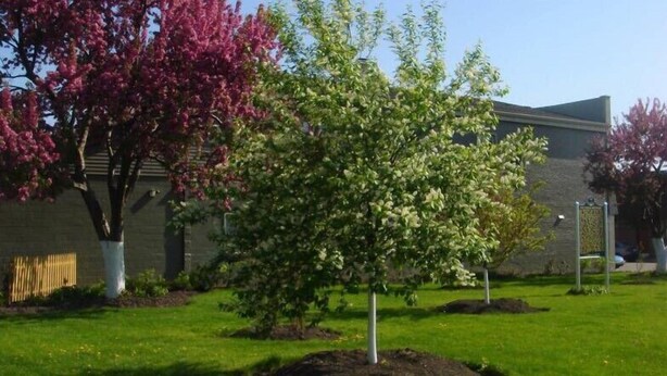 A landscaped area with trees, a building, and a sign.