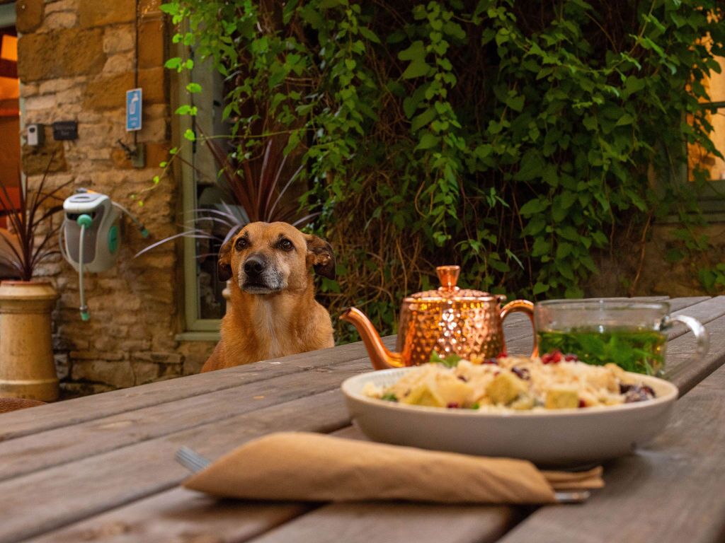 Un perro sentado a una mesa de madera con un calentador de agua y un plato de comida.