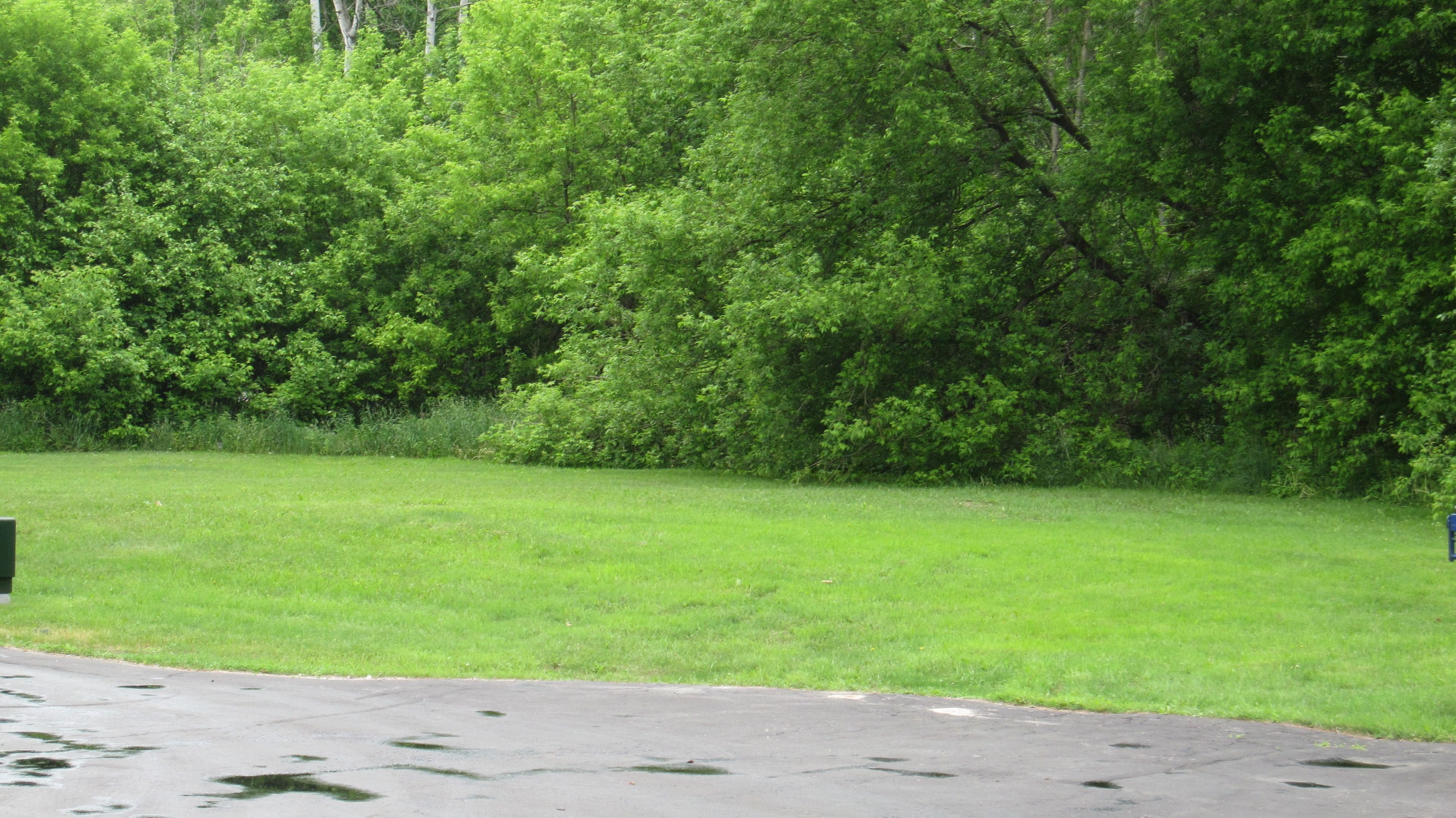 A grassy area with a paved path and dense green foliage in the background.