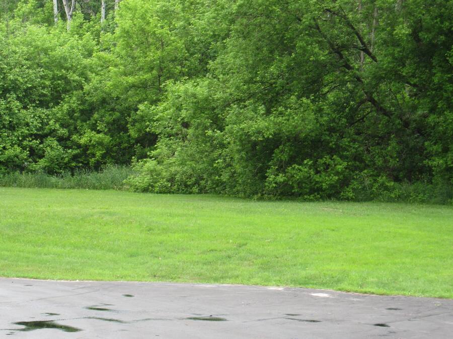 A grassy area with a paved path and dense green foliage in the background.