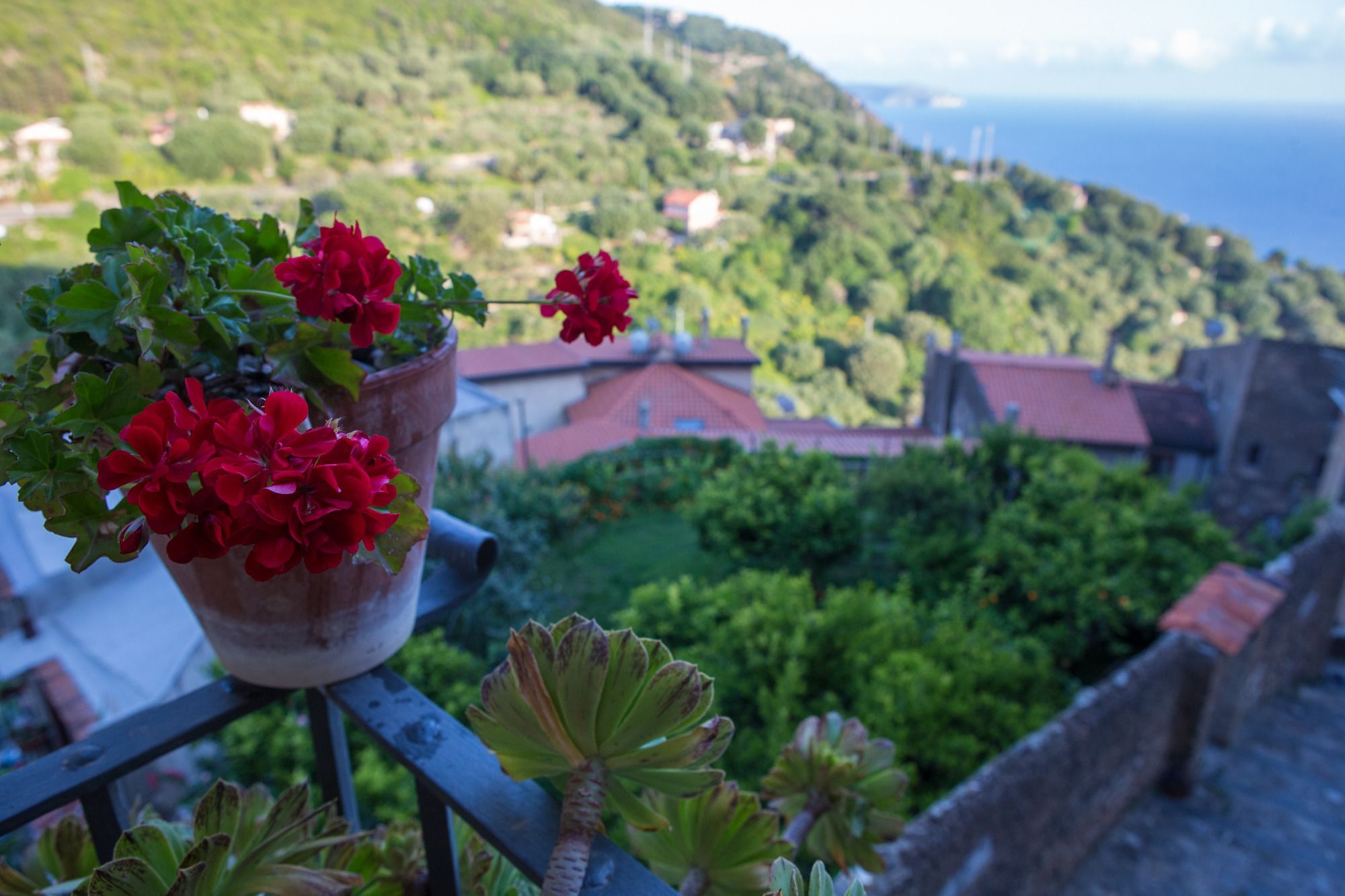Un balcon orné de géraniums rouges en pot, d’où l’on peut admirer un paysage côtier avec des maisons et de la végétation.