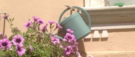 A window with a green watering can and a plant with purple flowers.