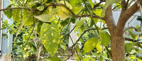 A potted lemon tree with yellow fruit in a greenhouse setting.