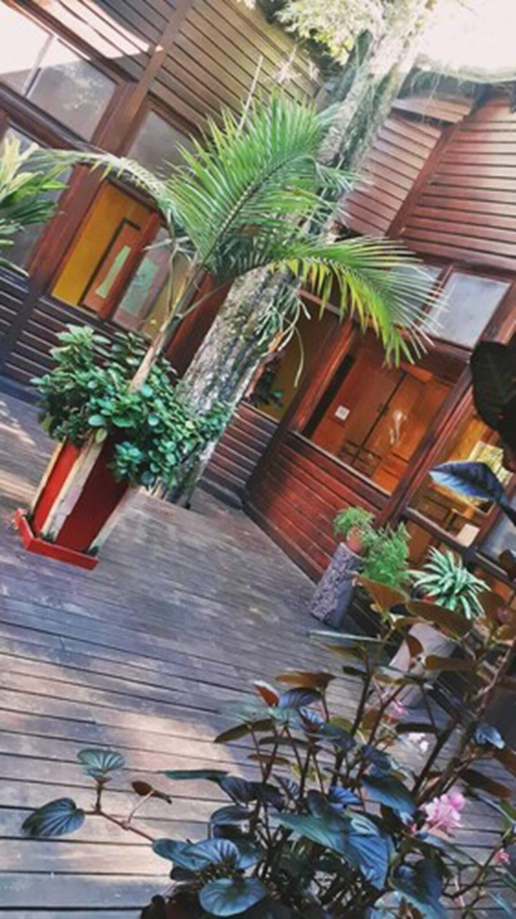 Foto - Selva de Laurel