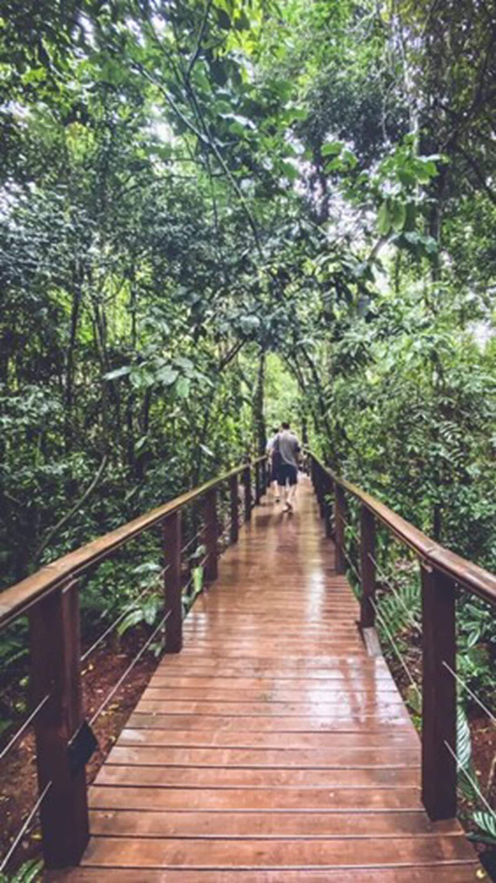 Foto - Selva de Laurel