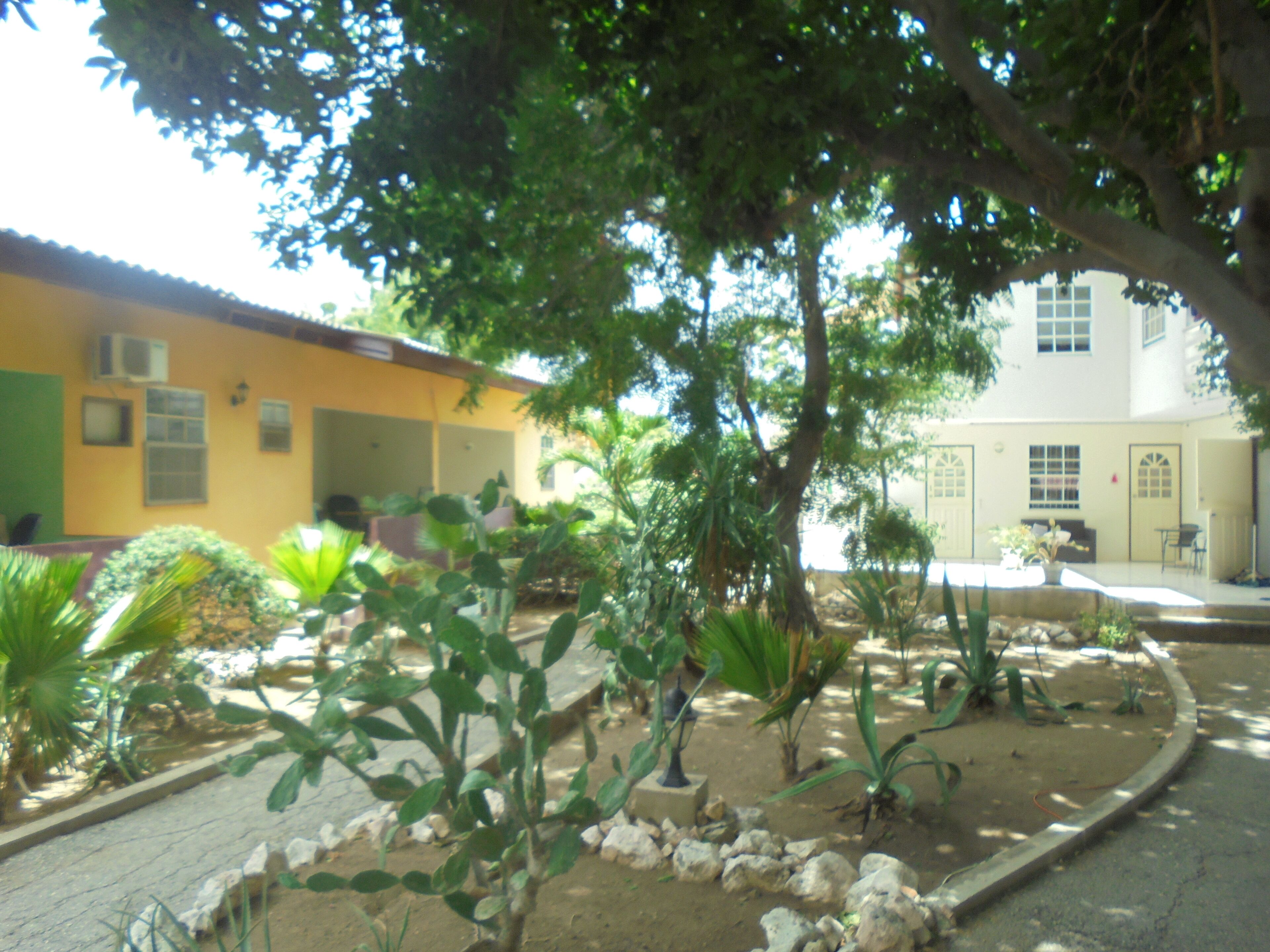 Une cour avec un bâtiment jaune, un arbre et diverses plantes.