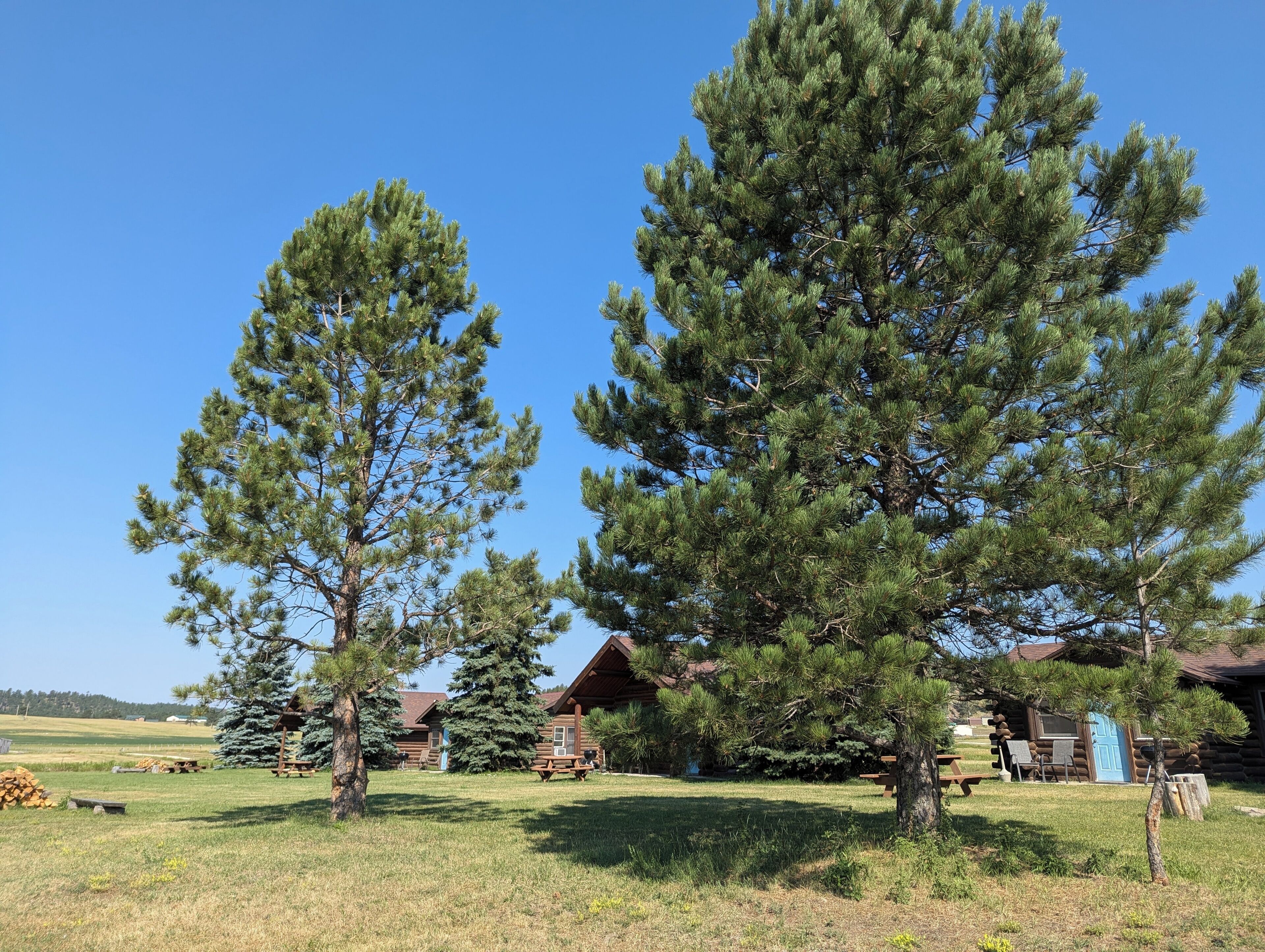 A rustic cabin with a large pine tree in front, a picnic table, and a clear blue sky.