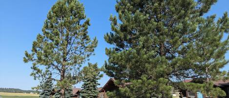 A rustic cabin with a large pine tree in front, a picnic table, and a clear blue sky.