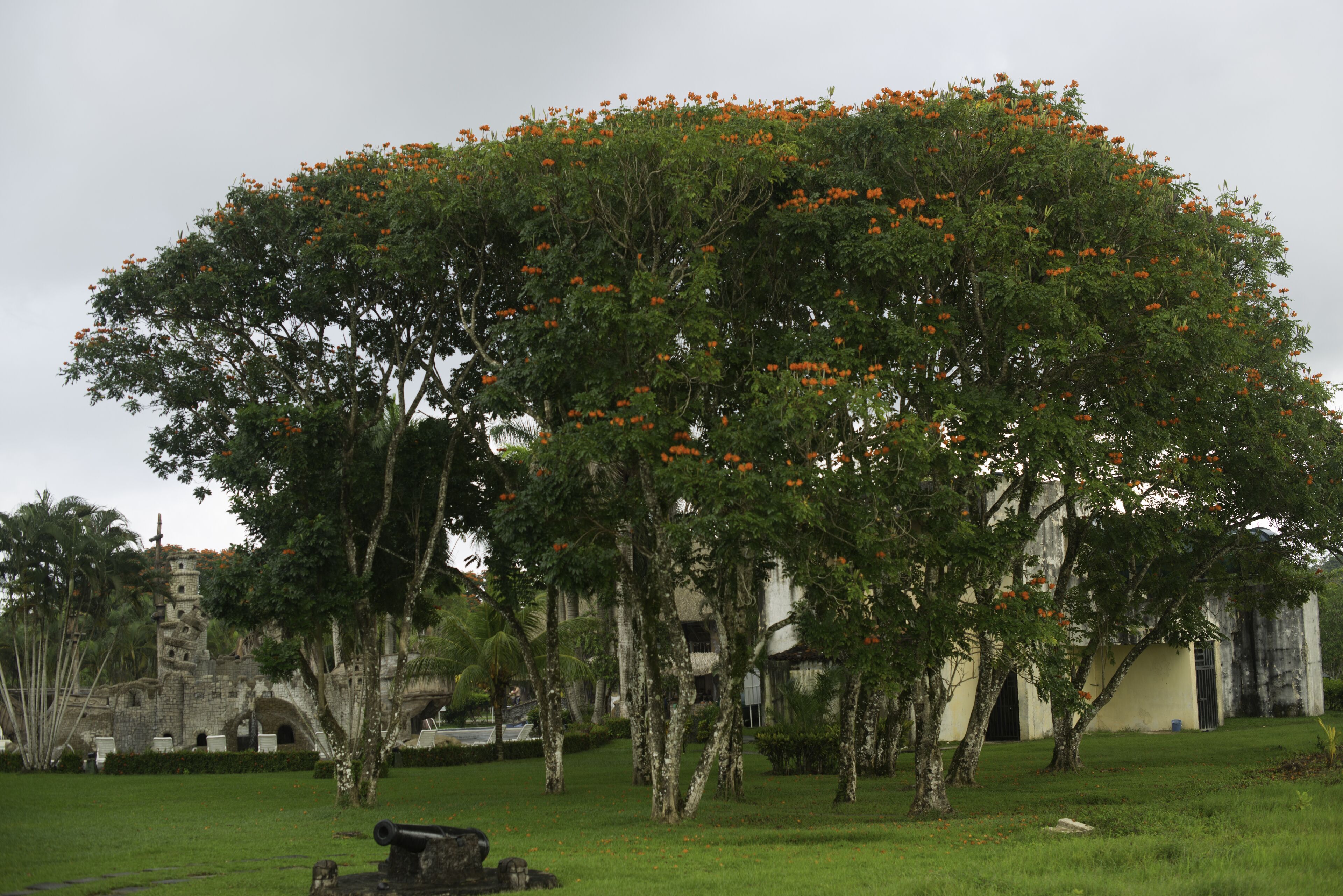 Ein Baum mit orangefarbenen Blüten vor einem Gebäude mit einer Steinfassade.