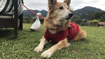 A dog lying on grass with a red leash and a white object in the background.