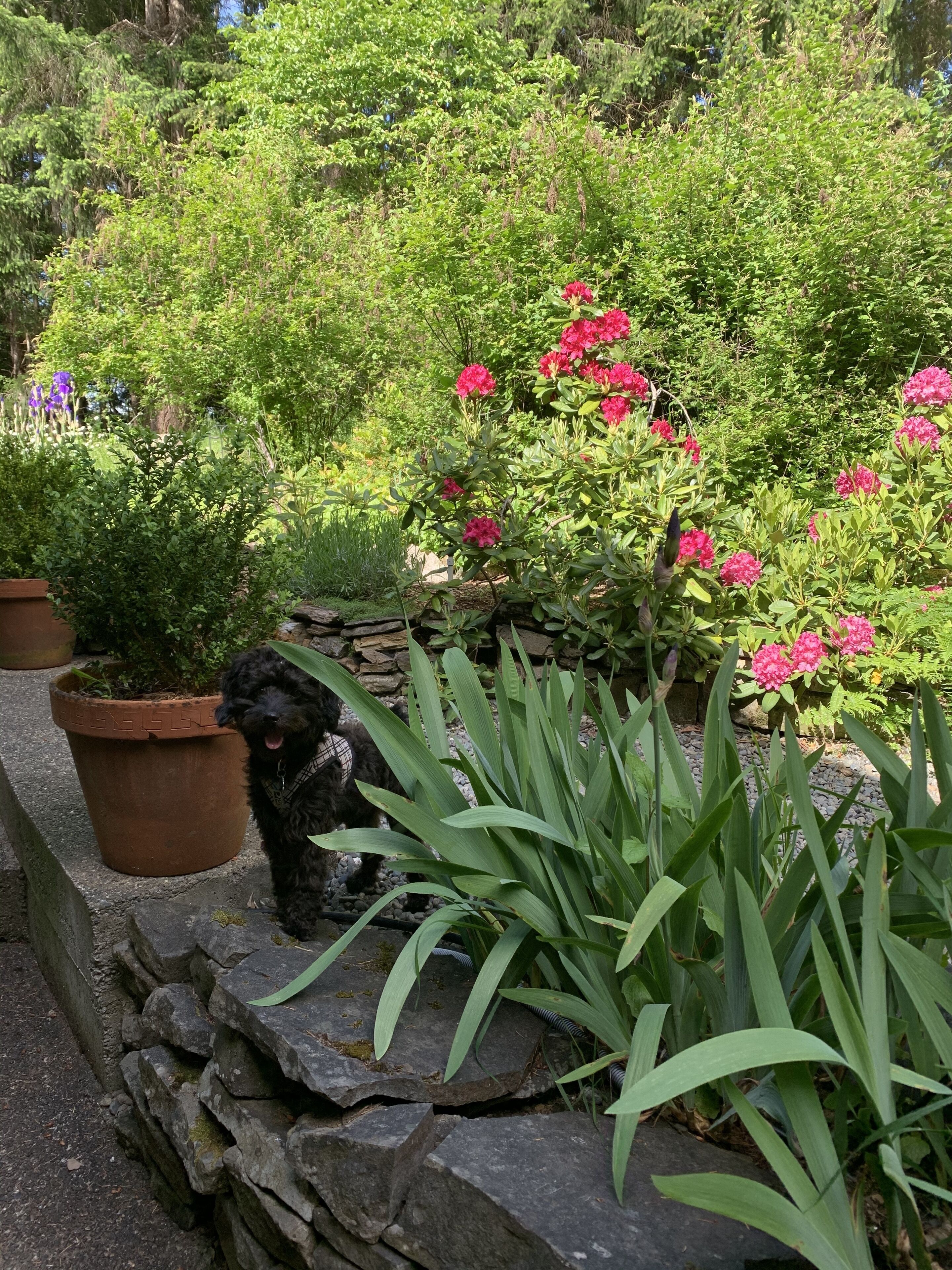 Un jardin avec différentes sortes de plantes et un chien.