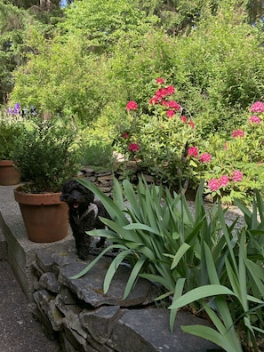 Property grounds - Salt Spring Carriage House B&B (Salt Spring Island)