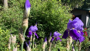 Un jardí amb iris de color porpra i verdura.