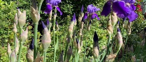 Un jardín con iris morados y follaje verde.