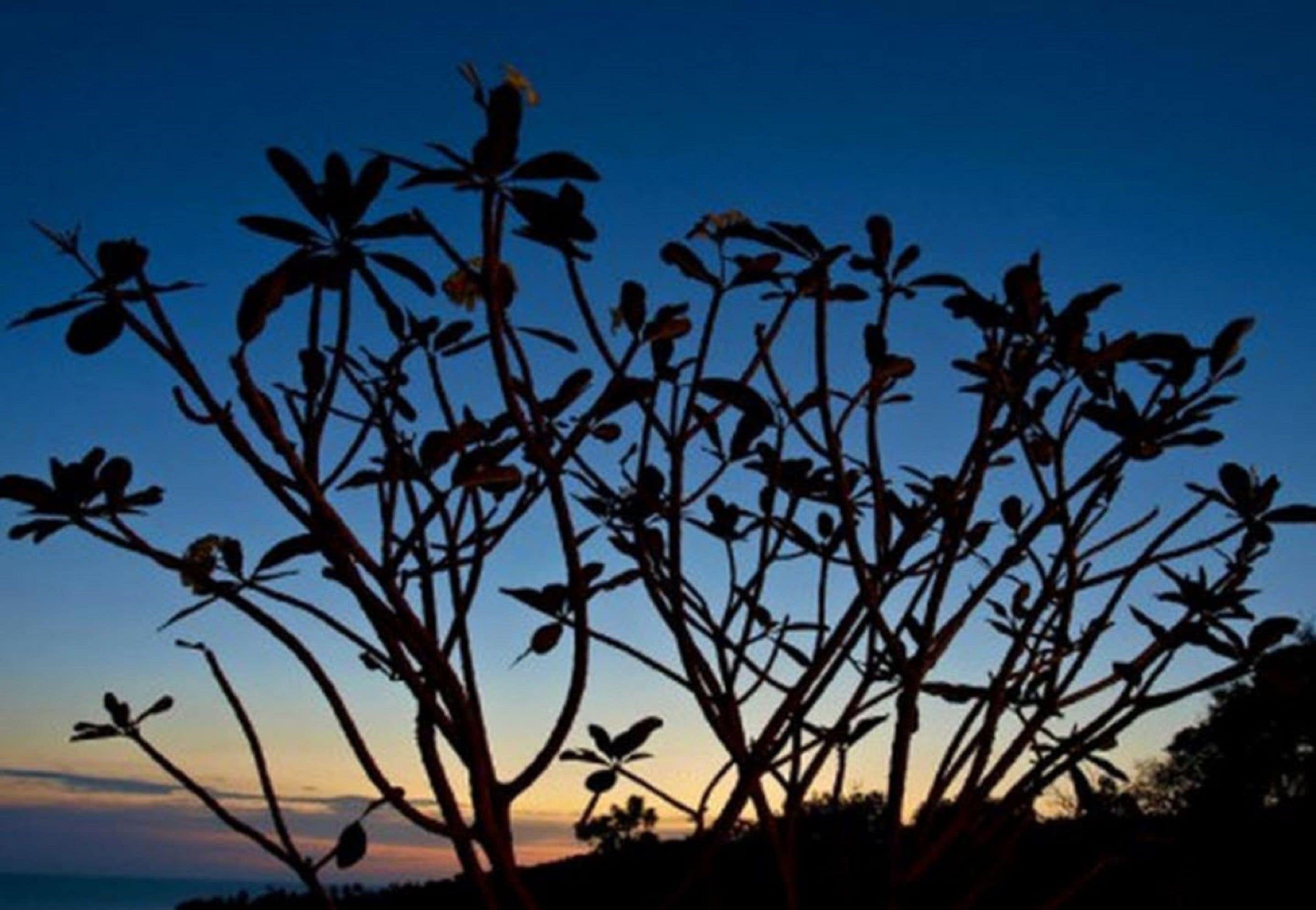 Photo - Chintakiri Resort