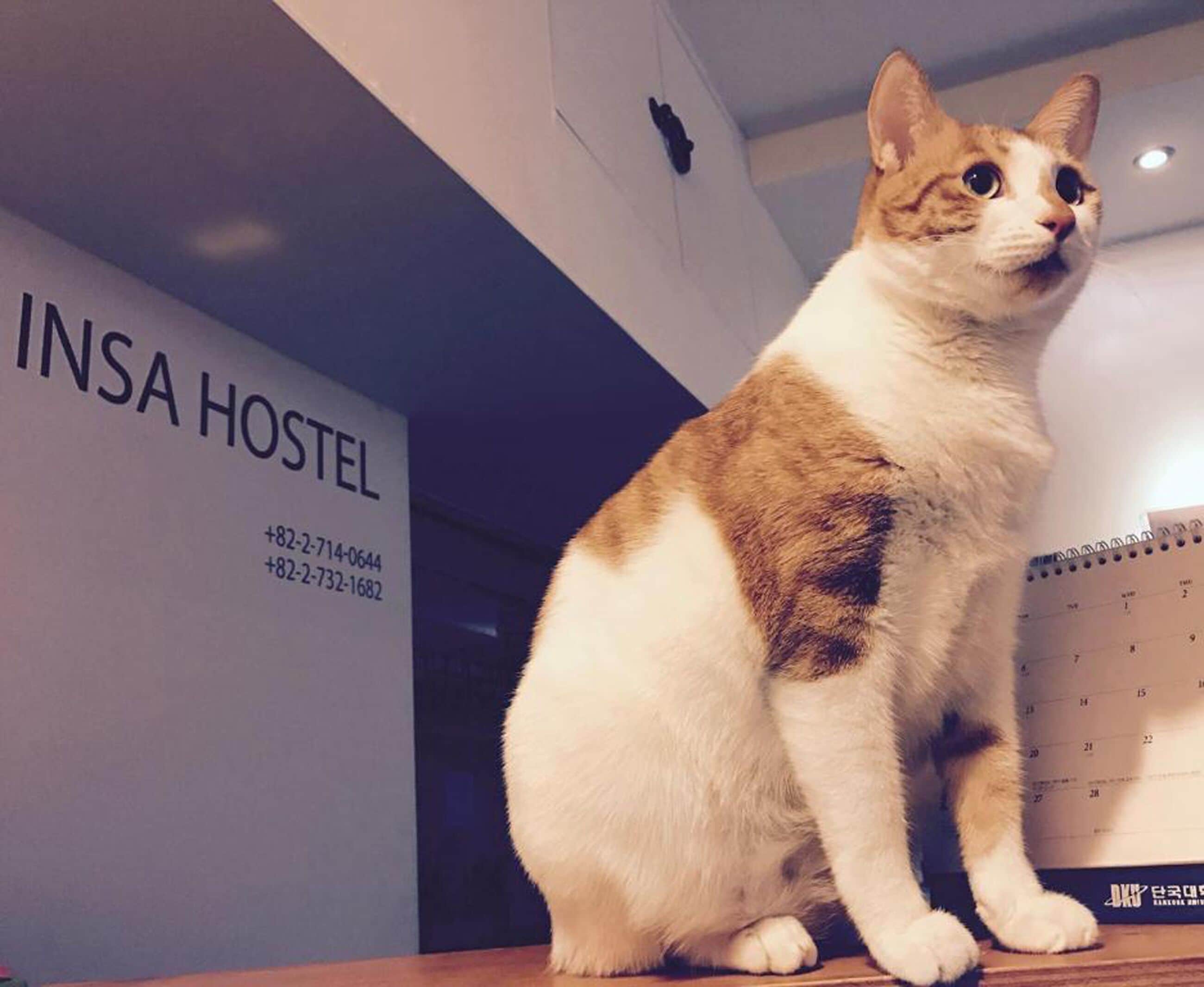 Foto - Insadong Hostel