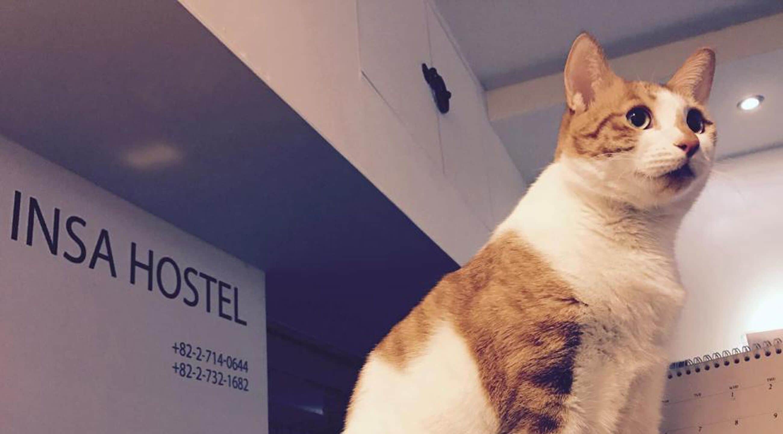 Foto - Insadong Hostel