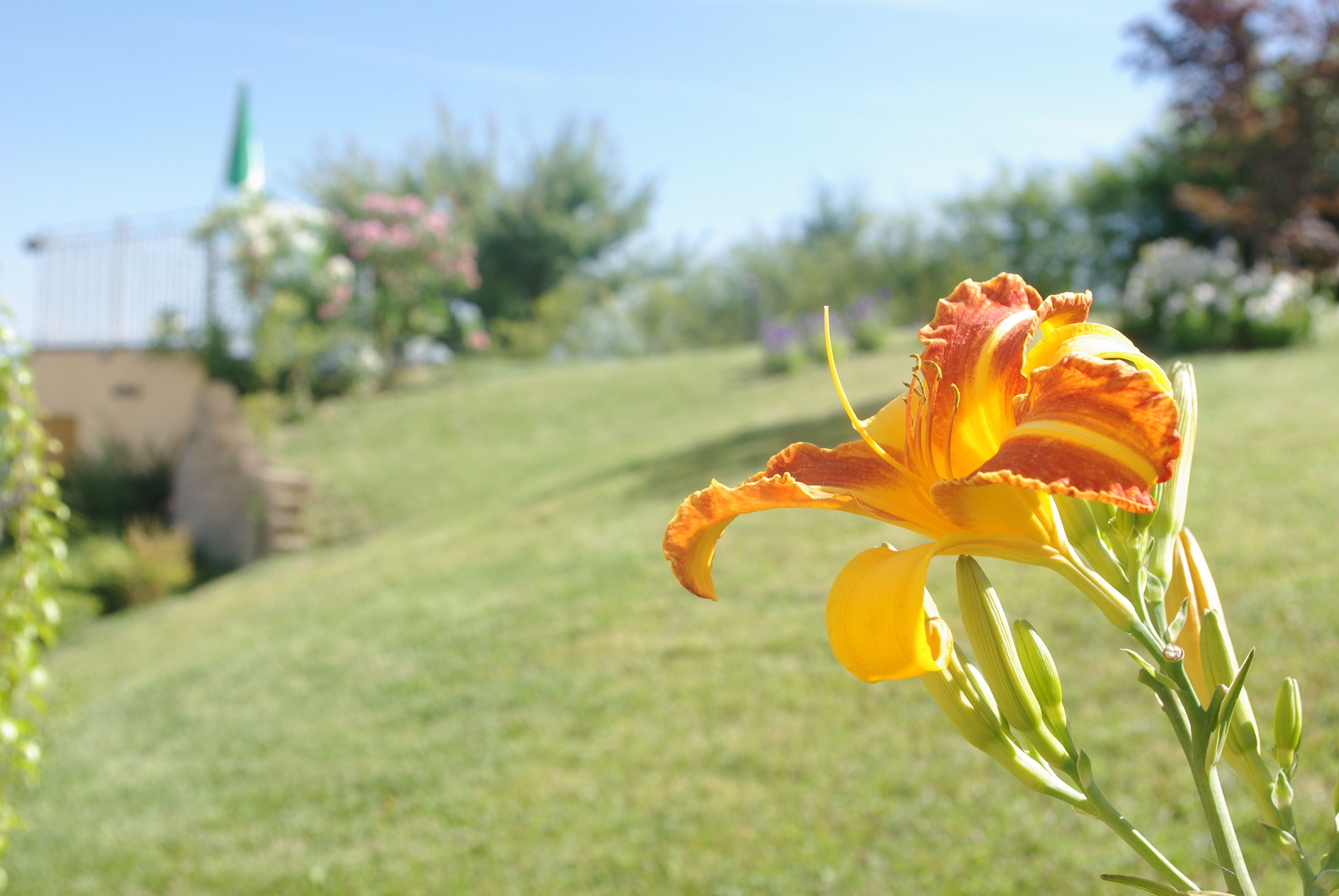 Una sola flor amarilla enfocada, con un fondo borroso de césped y un edificio.