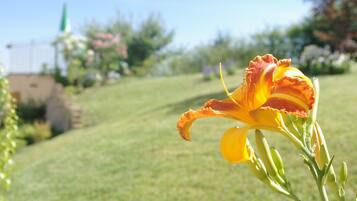 Eine einzelne gelbe Blüte im Fokus, unscharfer Hintergrund mit einer Wiese und einem Gebäude.