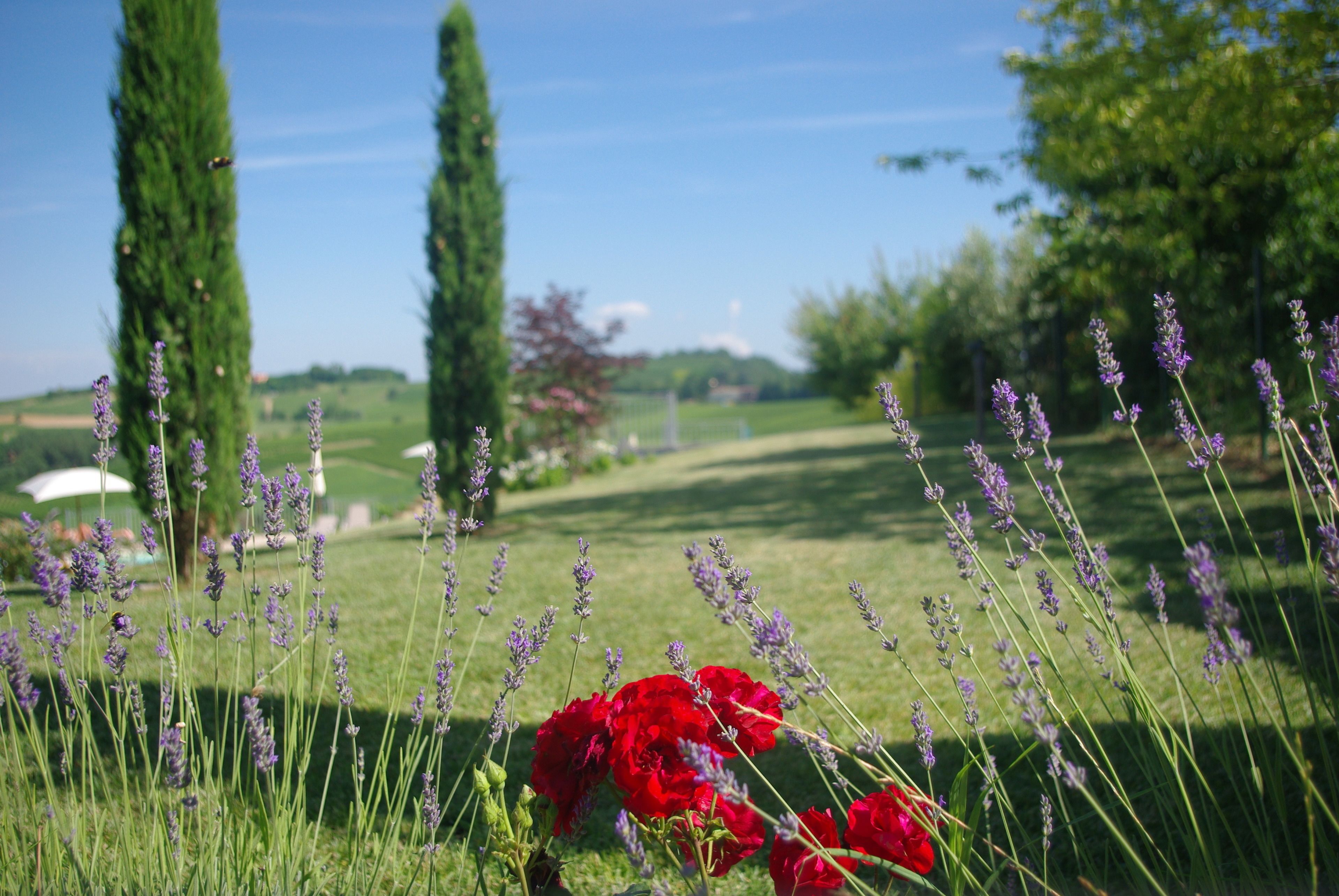 A garden with lavender and red flowers, a grassy field, and tall trees in the background.