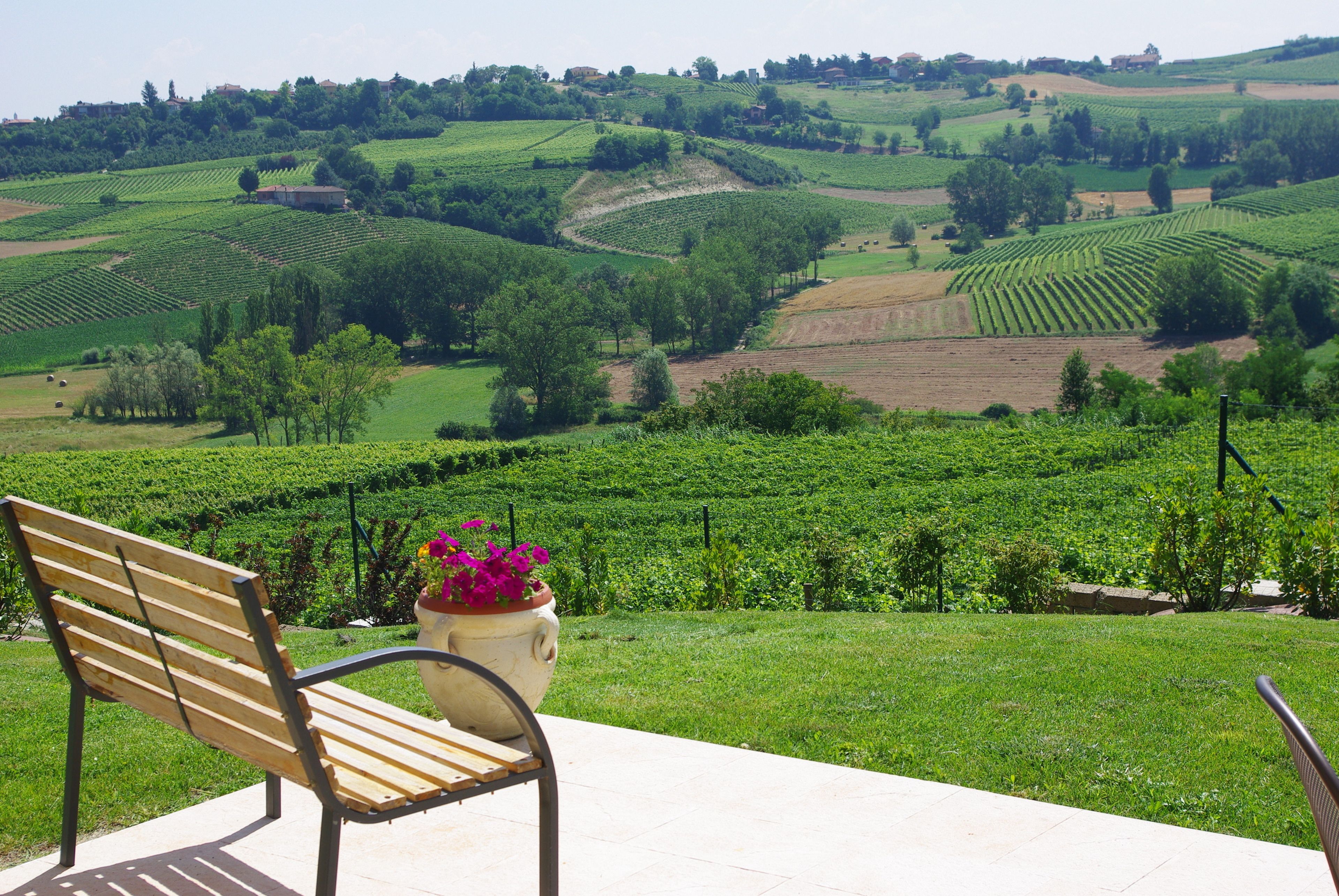 A bench with a potted plant in a vineyard setting.