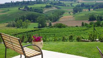 A bench with a potted plant in a vineyard setting.