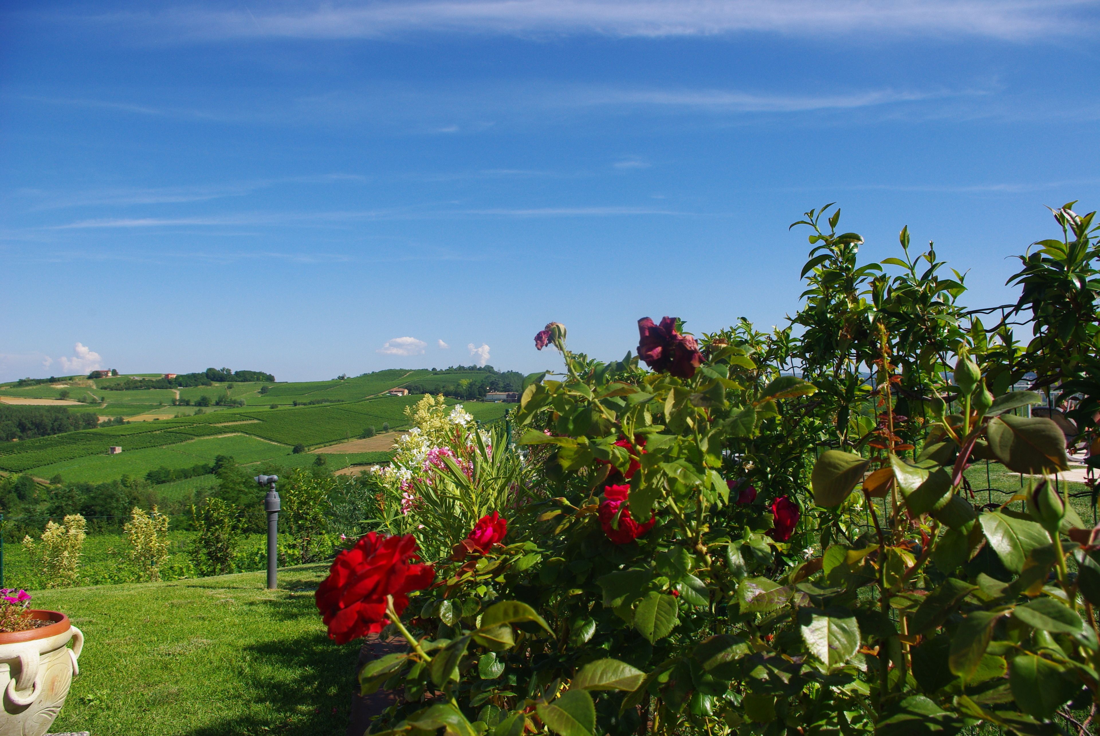A garden with red roses and a view of rolling hills under a clear blue sky.