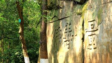 A large rock with carved characters and a tree with a white base.