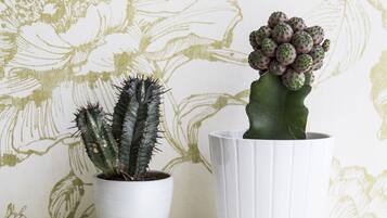 Two potted cacti on a patterned wallpaper background.