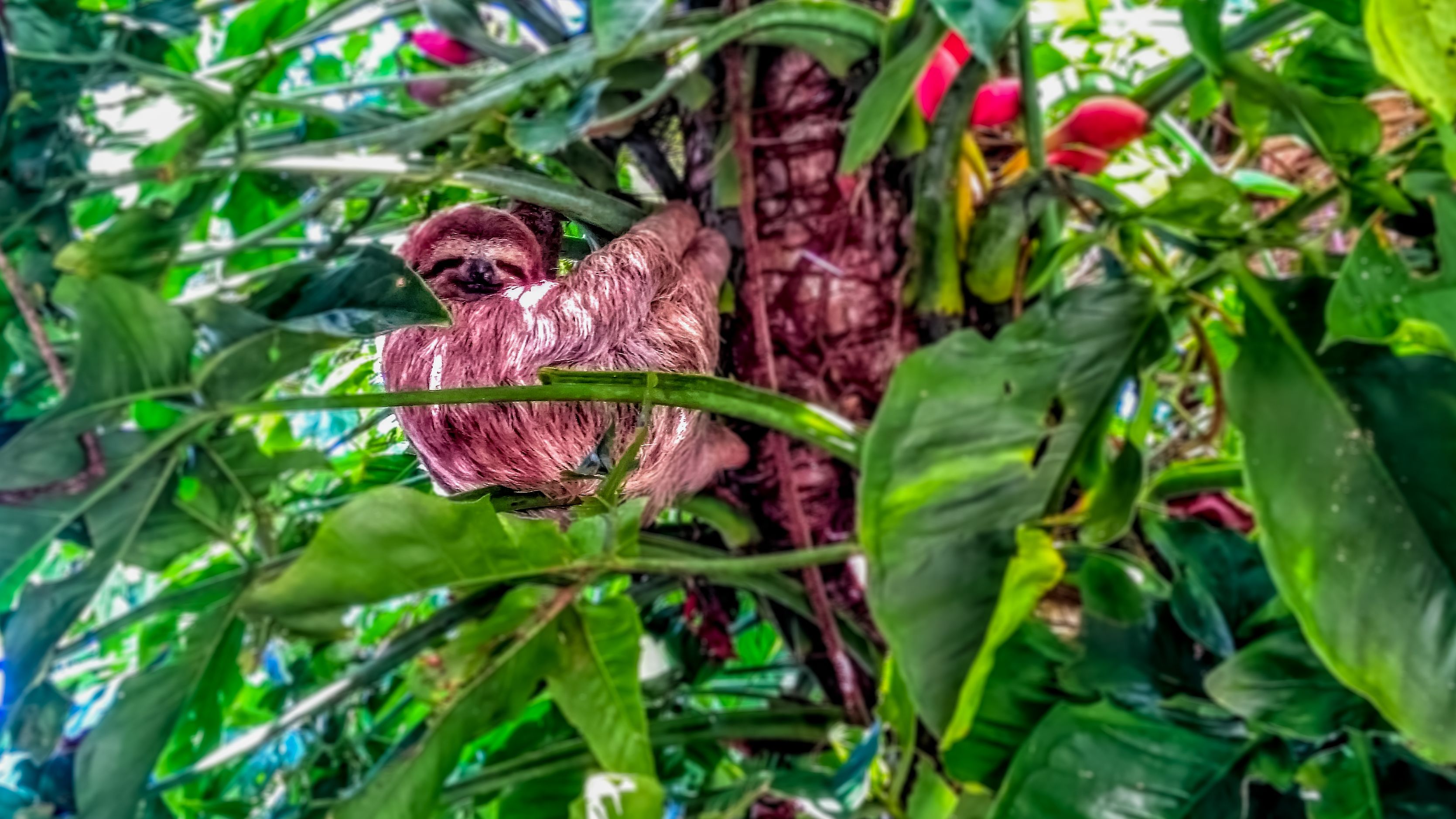 Photo - Vista Ballena