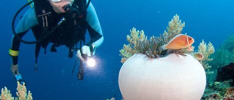 A diver exploring an underwater scene with coral formations and a large, round object resembling a sea anemone.