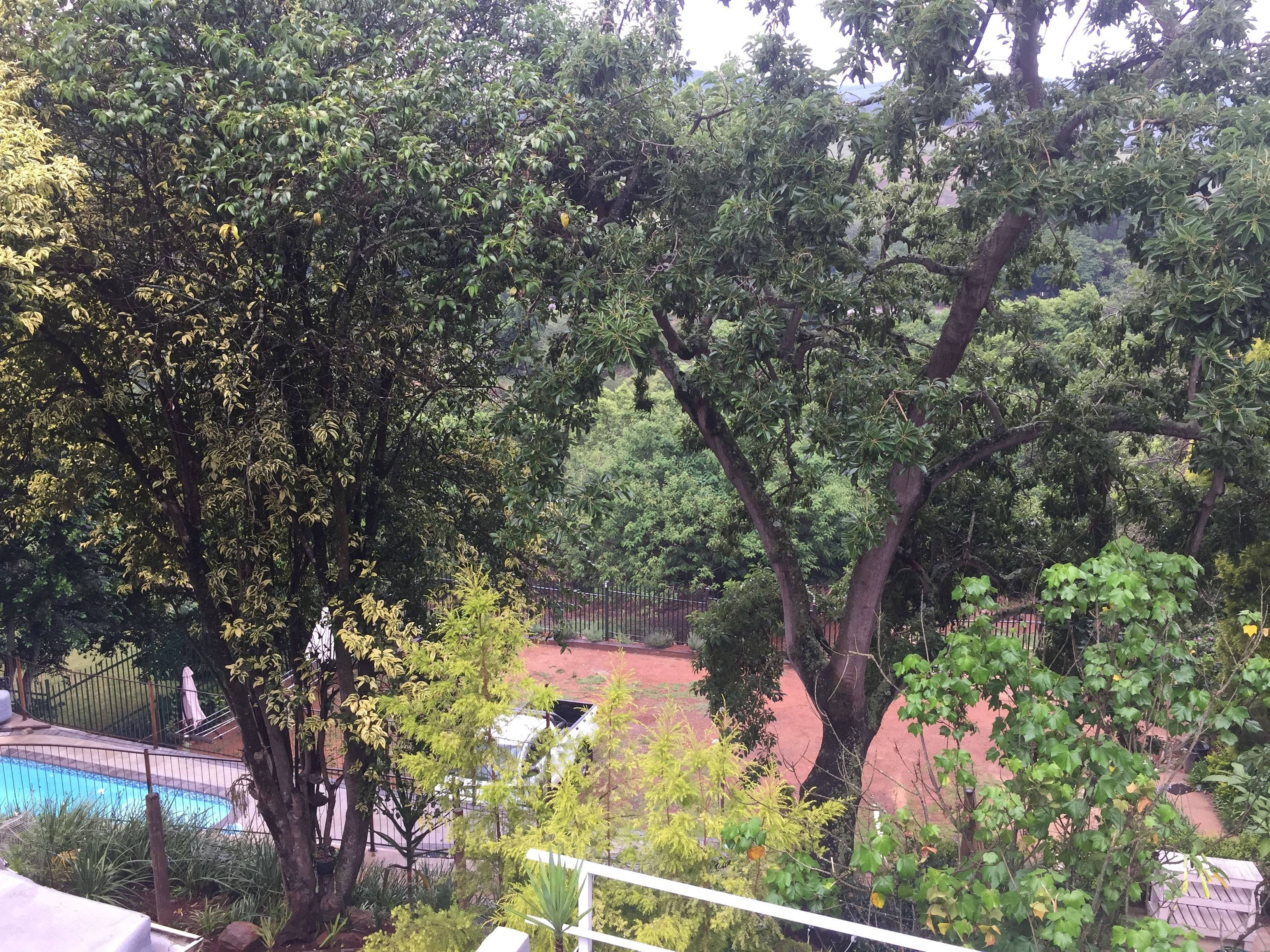 A pool area surrounded by lush greenery and trees.