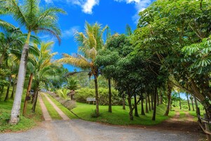 A pathway lined with palm trees and lush greenery, leading to a signpost.