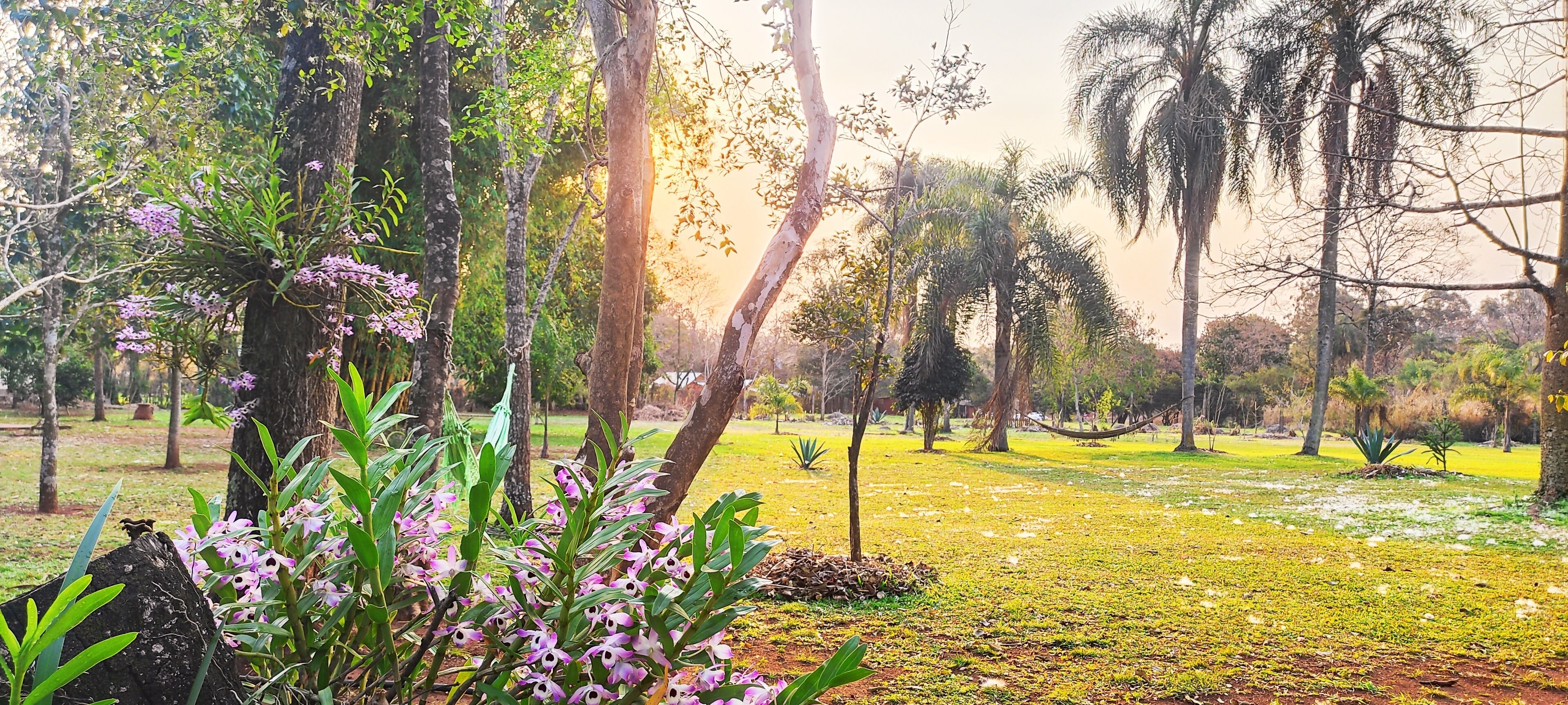 Ein Park mit Bäumen, Gras und violetten Blumen.