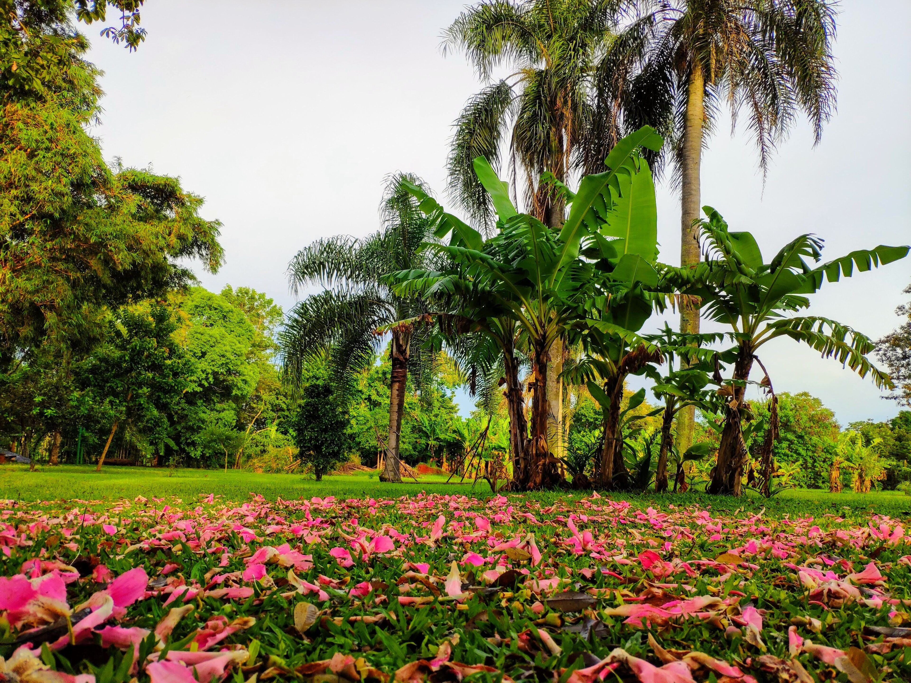 Un jardí exuberant amb diverses plantes i un camp de flors roses.