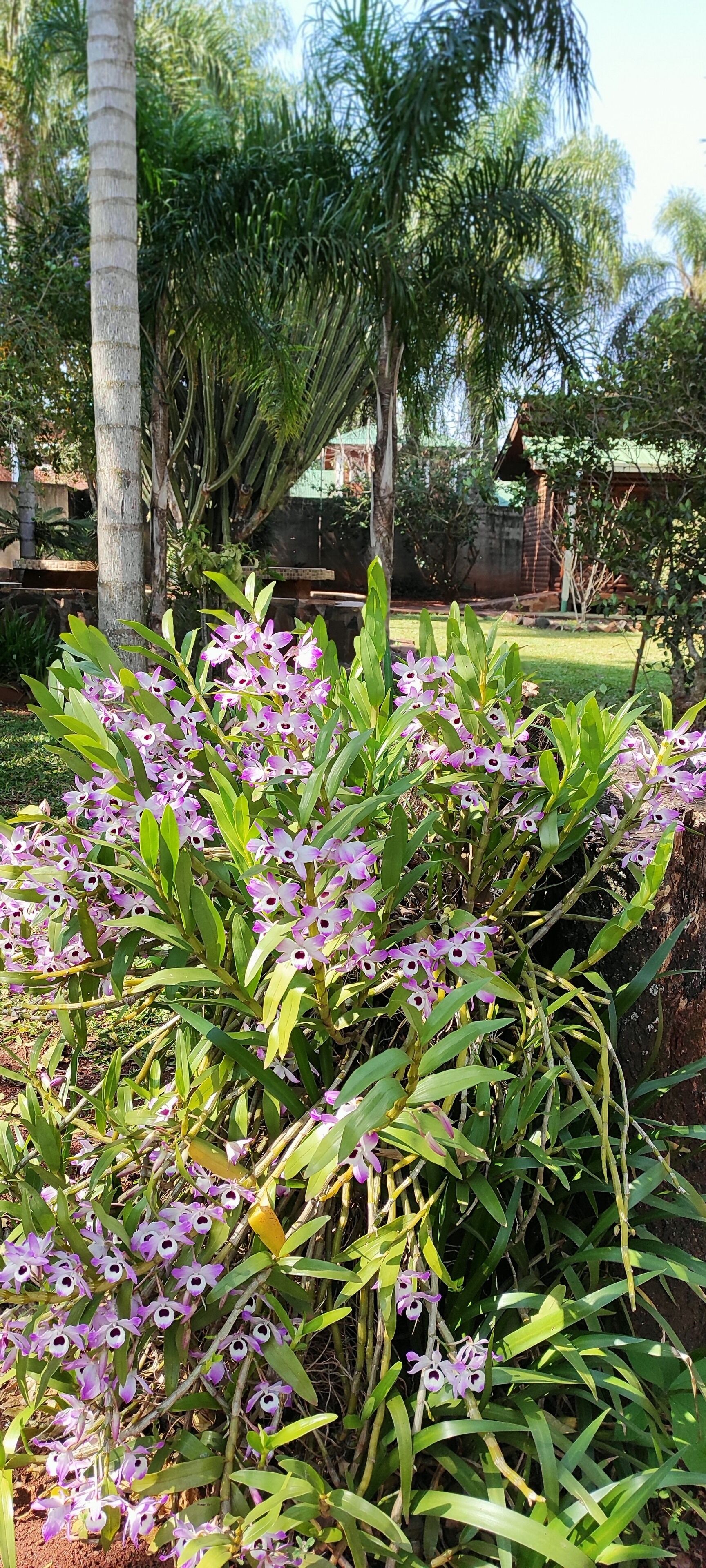 A garden with purple flowers and green foliage.