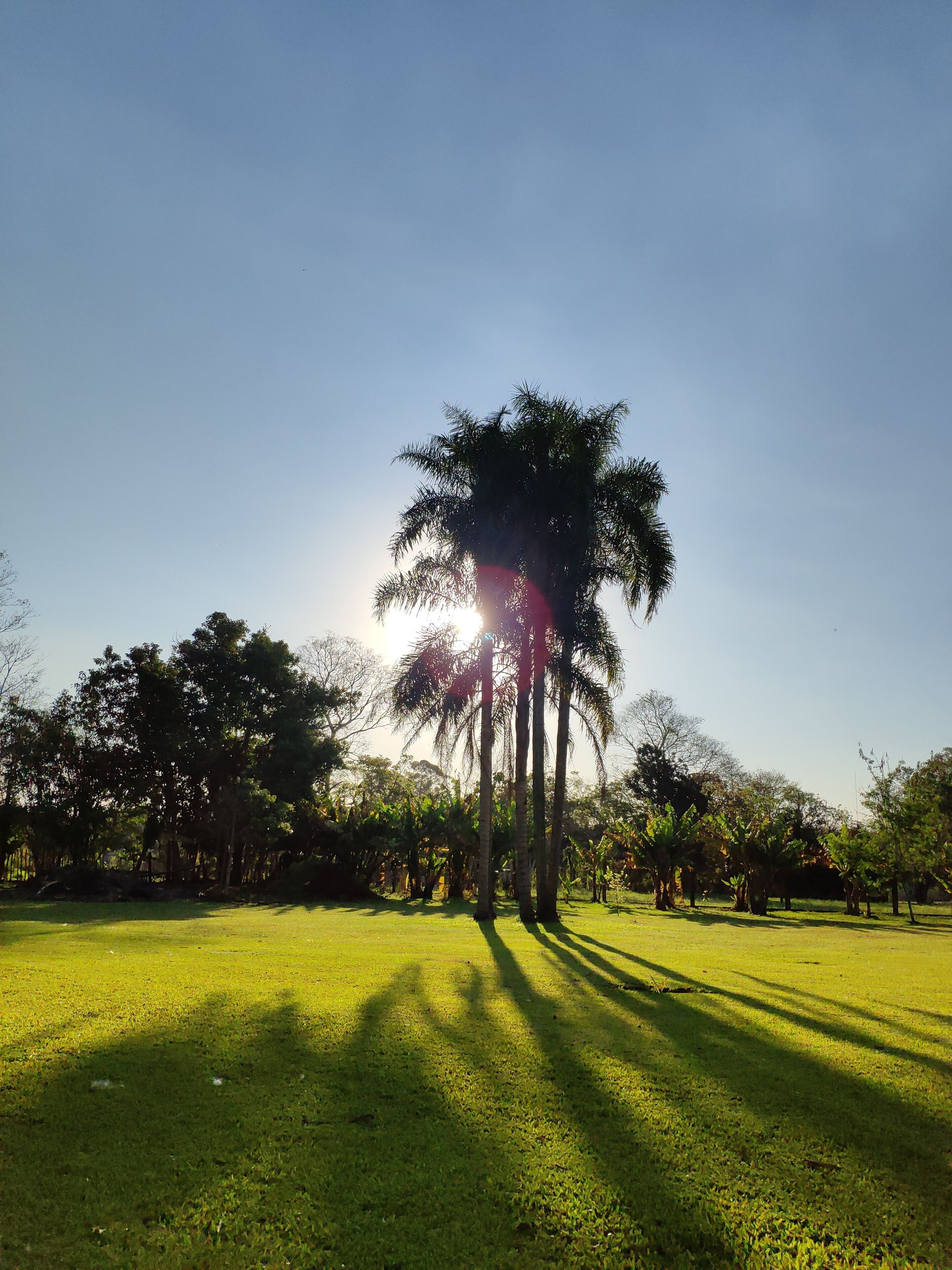 Un campo cubierto de hierba con altas palmeras y un cielo despejado.