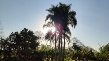 Un campo cubierto de hierba con altas palmeras y un cielo despejado.