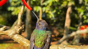 A bird perched on a branch with a human hand nearby.