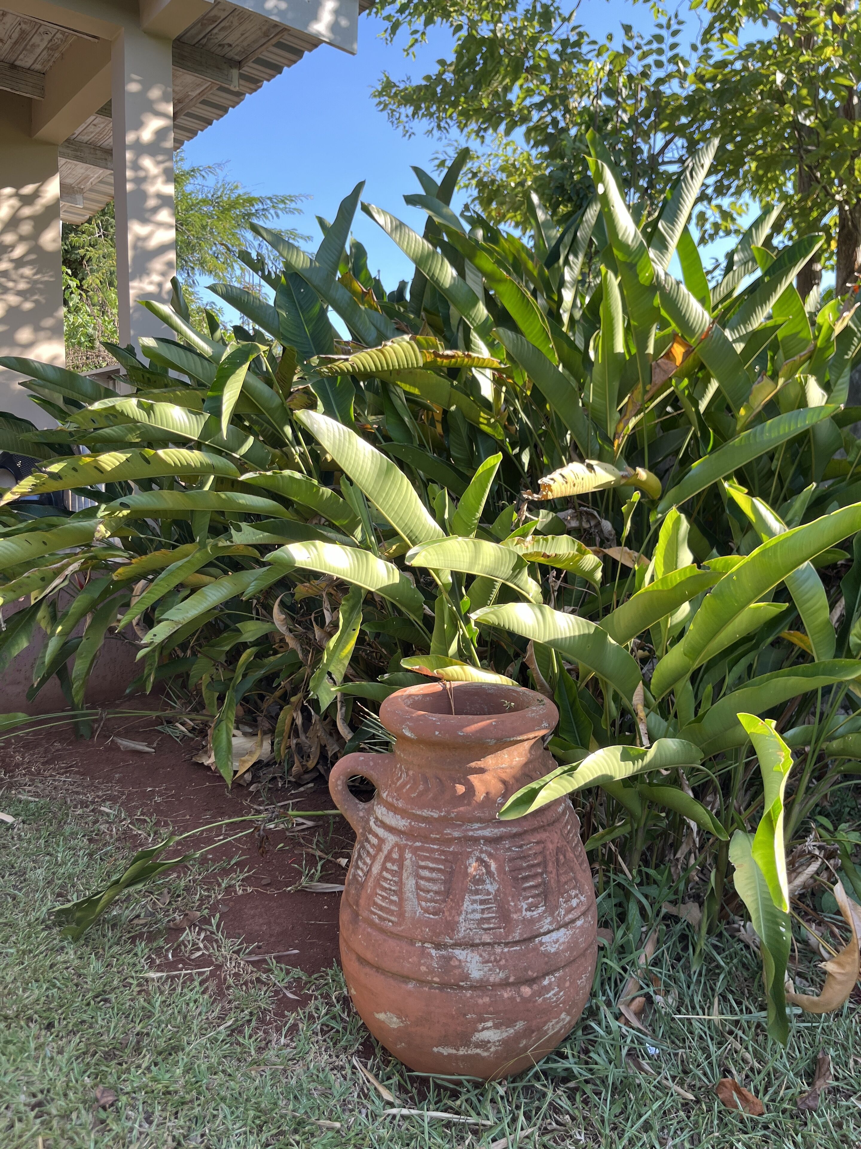 Ein terrakotta-Topf in einem Garten mit üppigem Grün und blauem Himmel.