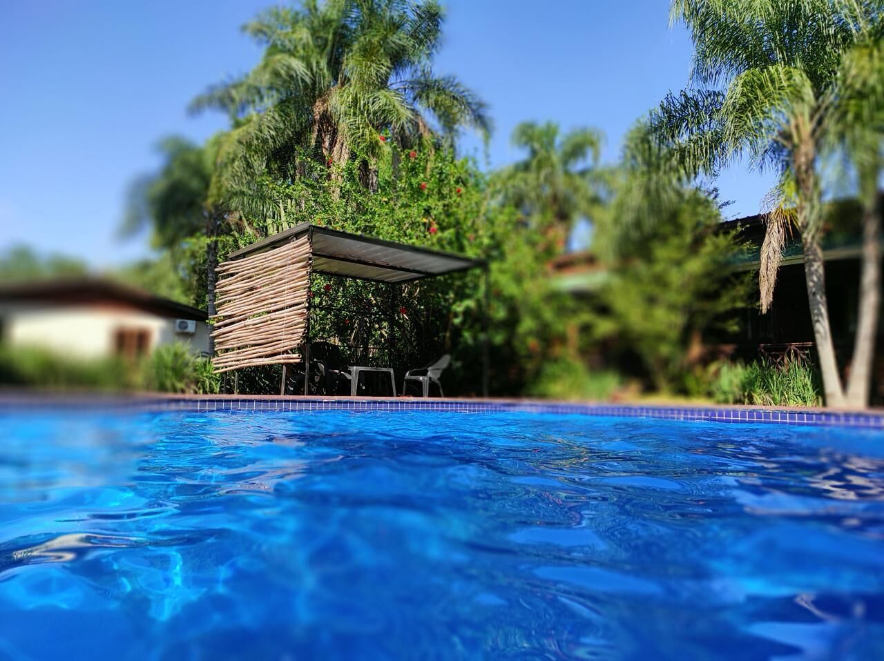Une piscine dotée d’une structure en bois et de chaises, entourée de palmiers.